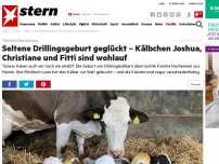 Bild zum Artikel: Tierische Überraschung: Seltene Drillingsgeburt geglückt – Kälbchen Joshua, Christiane und Fitti sind wohlauf