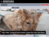 Bild zum Artikel: Kein Fake: Fotograf brach einem Löwen für Fotos die Beine
