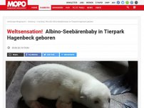 Bild zum Artikel: Weltsensation! : Albino-Seebärenbaby in Tierpark Hagenbeck geboren