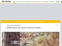 Bild zum Artikel: Entnahmeantrag für Wölfin (GW954f) im Wolfsgebiet Schermbeck abgelehnt: Schermbecker Wölfin Gloria darf nicht erschossen worden