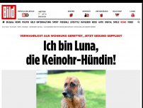 Bild zum Artikel: Aus Wohnung gerettet - Ich bin Luna, die Keinohr-Hündin!