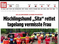 Bild zum Artikel: Sie lag dehydriert in einem Waldstück - Hund „Sita“ rettet tagelang vermisste Frau