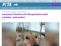 Bild zum Artikel: Grausames Tierheim mit Tötungsstation sofort schließen – jetzt helfen!