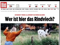 Bild zum Artikel: Internet-Trend alarmiert Bayerns Bauern - Wer ist hier das Rindviech?