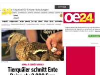 Bild zum Artikel: Tierquäler schnitt Ente Beine ab: 2.000 Euro Ergreiferprämie