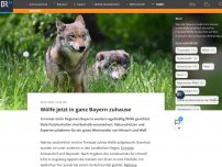 Bild zum Artikel: Wölfe jetzt in ganz Bayern zuhause