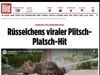 Bild zum Artikel: Minifant im Leipziger Zoo - Rüsselchens viraler Plitsch-Platsch-Hit