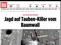 Bild zum Artikel: 1000 Euro Belohnung - Jagd auf Tauben-Killer vom Baumwall