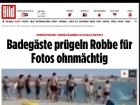 Bild zum Artikel: Furchtbare Tierquälerei - Badegäste prügeln Robbe für Fotos ohnmächtig