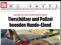 Bild zum Artikel: Verwahrloste Tiere aus Ekel-Wohnung befreit - Tierschützer und Polizei beenden Hunde-Elend
