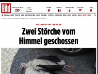 Bild zum Artikel: Polizei bittet um Hilfe - Zwei Störche vom Himmel geschossen