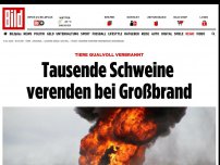 Bild zum Artikel: hunderte Tiere qualvoll verendet - Großbrand in Schweinemast-Anlage im Saalekreis