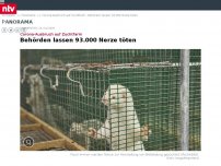 Bild zum Artikel: Corona-Ausbruch auf Zuchtfarm: Behörden lassen 93.000 Nerze töten