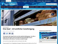 Bild zum Artikel: Tiertransporte: Eine Qual - mit amtlicher Genehmigung