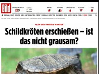 Bild zum Artikel: Plan des Kreises Viersen - Schildkröten erschießen – ist das nicht grausam?