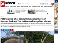Bild zum Artikel: Pakistan: Petition und Cher sei dank: Einsamer Elefant Kaavan darf aus Zoo in Naturschutzgebiet ziehen