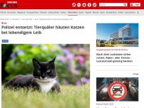 Bild zum Artikel: Graz - Polizei entsetzt: Tierquäler häuten Katzen bei lebendigem Leib