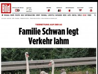 Bild zum Artikel: Tierrettung auf der A5 - Familie Schwan legt Verkehr lahm