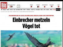 Bild zum Artikel: Entsetzen an Uni Siegen - Einbrecher metzeln Vögel tot