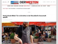 Bild zum Artikel: Hund: Heftige Bilder! Tier wird mitten in der Düsseldorfer Innenstadt gegrillt