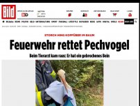 Bild zum Artikel: Storch hing kopfüber im Baum - Feuerwehr rettet Pechvogel