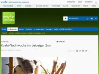Bild zum Artikel: Koala-Nachwuchs im Leipziger Zoo