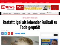 Bild zum Artikel: Migration pervers Rastatt: Igel als lebender Fußball zu Tode gequält