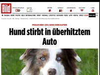 Bild zum Artikel: Frauchen (30) ging einkaufen - Hund stirbt in überhitztem Auto