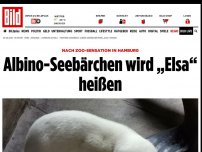 Bild zum Artikel: Tierpark Hagenbeck - Albino-Seebärchen wird „Elsa“ heißen
