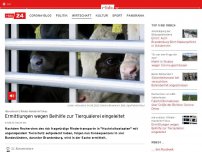 Bild zum Artikel: Internationaler Rinder-Handel im Fokus: Ermittlungen gegen fragwürdige Tiertransporte eingeleitet