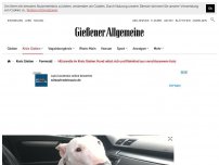 Bild zum Artikel: Hitzewelle im Kreis Gießen: Vierbeiner rettet sich und Kleinkind aus verschlossenem Auto