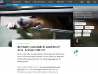 Bild zum Artikel: Bayreuth: Hund stirbt in überhitzen Auto, Peta erstattet Anzeige