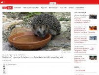 Bild zum Artikel: Wasser für Vögel, Insekten und Kleintiere: Nabu ruft zum Aufstellen von Tränken bei Hitzewetter auf