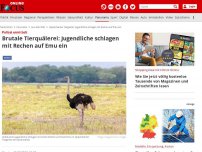 Bild zum Artikel: Polizei ermittelt - Brutale Tierquälerei: Jugendliche schlagen mit Rechen auf Emu ein