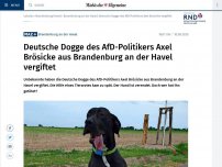 Bild zum Artikel: Deutsche Dogge des AfD-Politikers Axel Brösicke aus Brandenburg an der Havel vergiftet