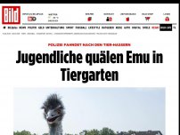 Bild zum Artikel: Polizei sucht die Tier-Hasser - Jugendliche quälen Emu in Tiergarten