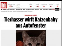 Bild zum Artikel: Bei voller Fahrt - Tierhasser wirft Katzenbaby aus Autofenster