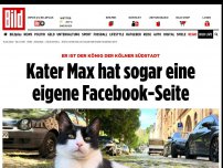 Bild zum Artikel: Er ist der König der Kölner Südstadt - Kater Max hat sogar eine eigene Facebook-Seite