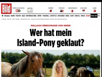 Bild zum Artikel: Wallach verschwand - Wer hat mein Island Pony geklaut?