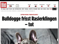 Bild zum Artikel: Opfer eines Tierquälers? - Bulldogge frisst Rasierklingen – tot