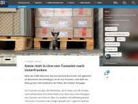 Bild zum Artikel: Katze reist in Lkw von Tunesien nach Unterfranken