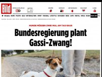 Bild zum Artikel: Hunde müssen zwei Mal am Tag raus - Bundesregierung plant Gassi-Zwang!