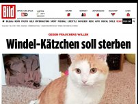 Bild zum Artikel: Gegen Frauchens Willen - Windel-Kätzchen soll sterben