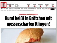 Bild zum Artikel: Tierhasser in Borken (NRW)? - Hund beißt in Brötchen mit messerscharfen Klingen!