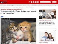 Bild zum Artikel: „Ja, ich habe sie umgebracht. Wen interessiert’s?“ - Teenager ertränkt Katzenbabys – und postet es auf „Snapchat“