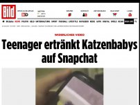 Bild zum Artikel: Widerliches Video - Teenager ertränkt Katzenbabys auf Snapchat