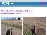 Bild zum Artikel: Tierquälerei: Bauer hängt tote Krähen zur Abschreckung in Feld auf