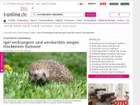 Bild zum Artikel: Igel verhungern und verdursten wegen trockenem Sommer