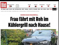 Bild zum Artikel: Schock nach Wildunfall - Frau fährt mit Reh im Kühlergrill nach Hause!