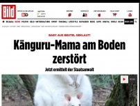 Bild zum Artikel: Baby aus Beutel geklaut! - Känguru-Mama am Boden zerstört